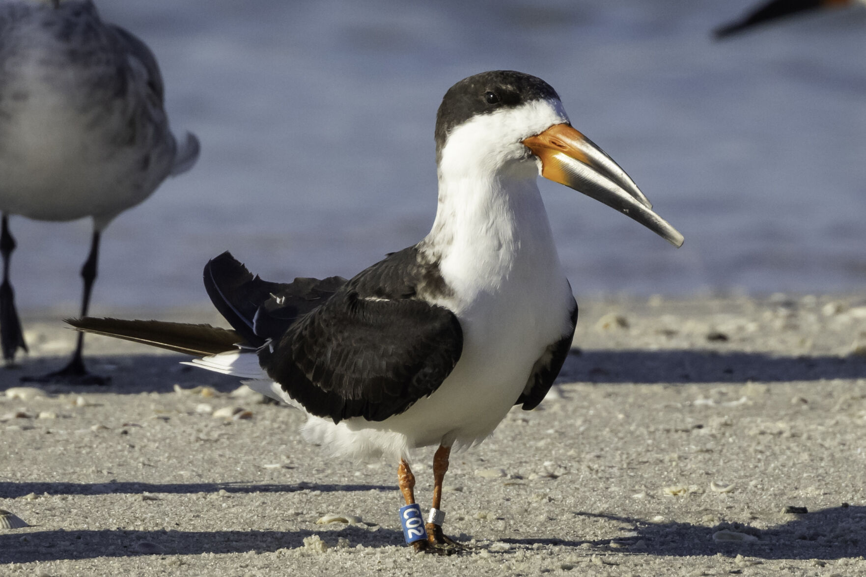 2021 Year-End 2. The future of nesting beach birds on Sand Dollar Island.jpg